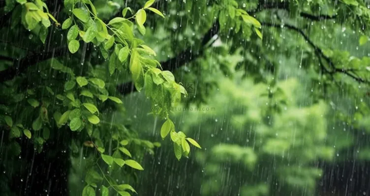下雨天树叶绿色背景