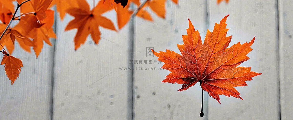 秋天红色秋叶简约特写，立秋秋分摄影图