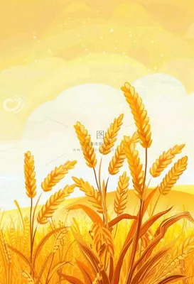 农田里金黄的麦穗稻穗收成卡通插画芒种世界粮食日插画背景 农田里金黄的麦穗稻穗收成卡通插画芒种世界粮食日插画背景