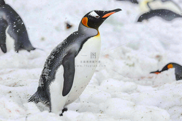 冰雪天地的企鹅寒冷动物摄影图