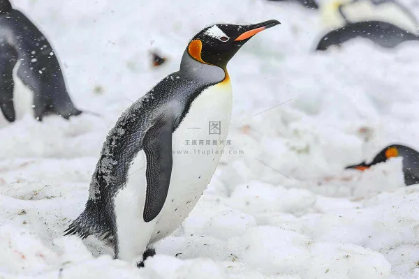 冰雪天地的企鹅寒冷动物摄影图