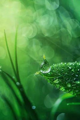 春天绿色叶子是的雨滴露珠雨水谷雨春分摄影图