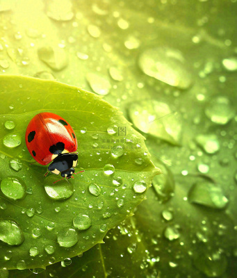 春天夏天七星瓢虫动物昆虫在绿叶上,谷雨立夏夏至小暑摄影图 春天夏天七星瓢虫动物昆虫在绿叶上,谷雨立夏夏至小暑摄影图