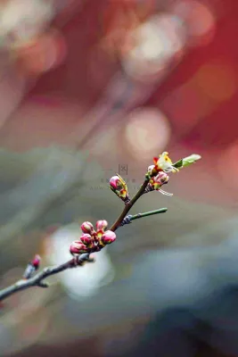 春天梅花桃花枝头发芽立春摄影图 春天梅花桃花枝头发芽立春摄影图