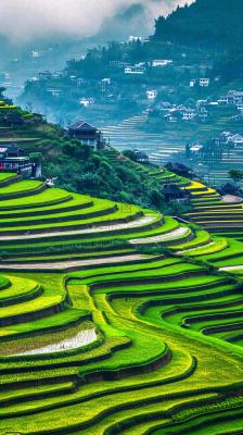春天唯美绿色梯田种植,乡村小屋,谷雨摄影图 春天唯美绿色梯田种植,乡村小屋,谷雨摄影图