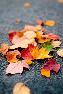 秋天道路上的落叶秋分摄影图 秋天道路上的落叶秋分摄影图