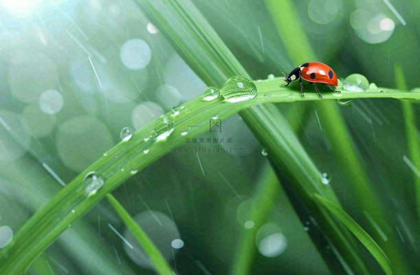 春天绿叶上的昆虫瓢虫露珠 雨水谷雨寒露摄影图