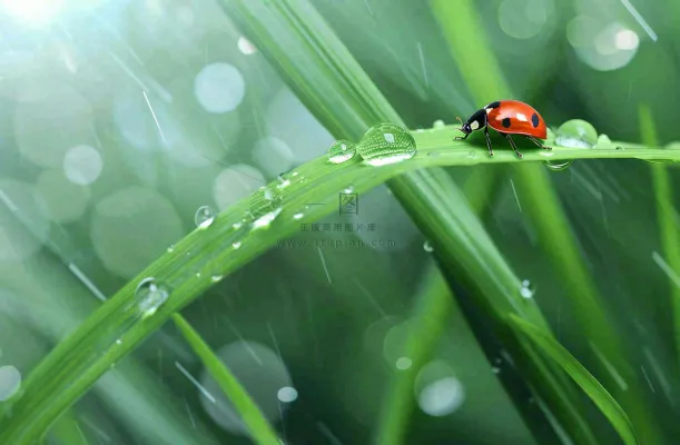 春天绿叶上的昆虫瓢虫露珠 雨水谷雨寒露摄影图 春天绿叶上的昆虫瓢虫露珠 雨水谷雨寒露摄影图