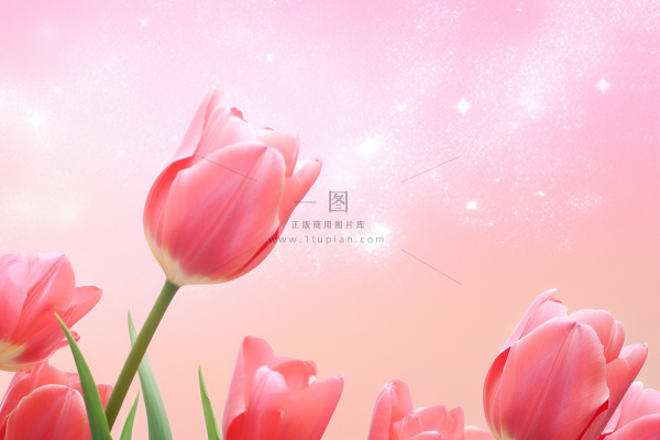 粉色清新郁金香鲜花背景