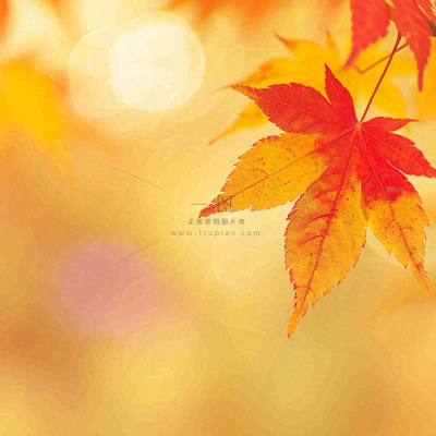 秋天秋意黄色落叶枫叶意境,秋分立秋摄影图 秋天秋意黄色落叶枫叶意境,秋分立秋摄影图