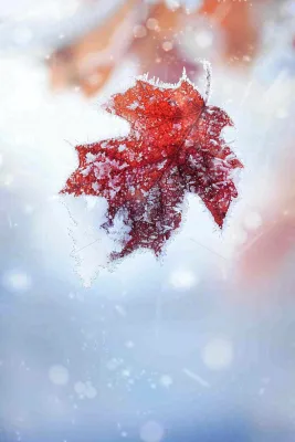 结满白霜雪花的树叶霜降摄影图