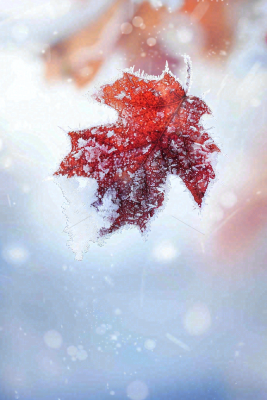 结满白霜雪花的树叶霜降摄影图 结满白霜雪花的树叶霜降摄影图