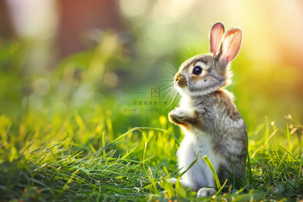 春天草地里的兔子阳光摄影图