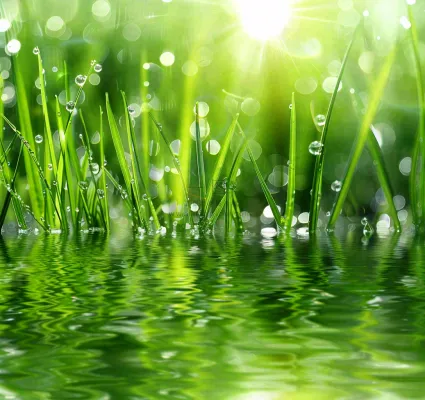 雨天草地上的积水绿叶上挂着水滴春天春分雨水谷雨摄影图