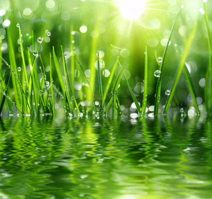 雨天草地上的积水绿叶上挂着水滴春天春分雨水谷雨摄影图 雨天草地上的积水绿叶上挂着水滴春天春分雨水谷雨摄影图