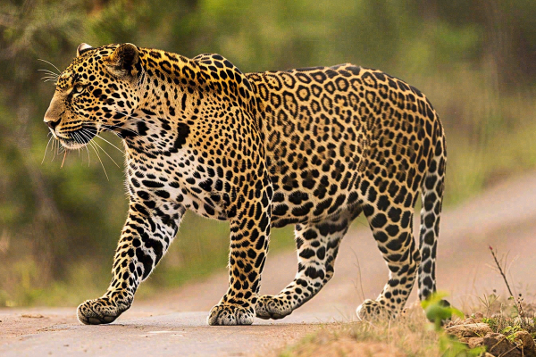 户外活动的猎豹保护动物摄影图