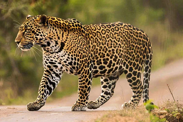 户外活动的猎豹保护动物摄影图