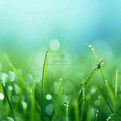 春天草地绿芽雨水露珠阳光，春分谷雨雨水白露摄影图