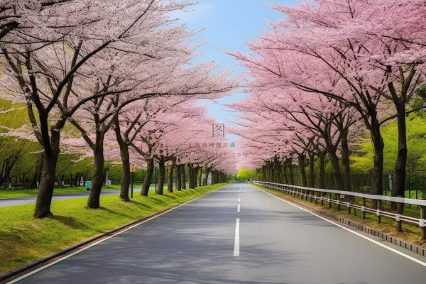春天道路两侧樱花树风景摄影图