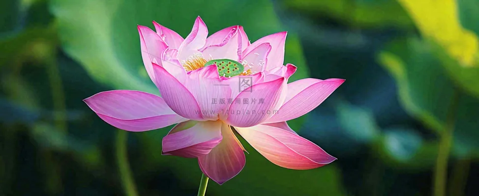 夏天荷塘盛开荷花荷叶绿色清新,夏至立夏大暑小暑处暑摄影图 夏天荷塘盛开荷花荷叶绿色清新,夏至立夏大暑小暑处暑摄影图