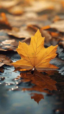 秋天黄色秋叶落叶雨天特写故事感,秋分立秋摄影图 秋天黄色秋叶落叶雨天特写故事感,秋分立秋摄影图