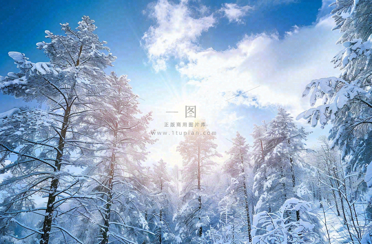 冬天白雪覆盖的森林阳光照射大自然雪景大雪小雪冬至摄影图