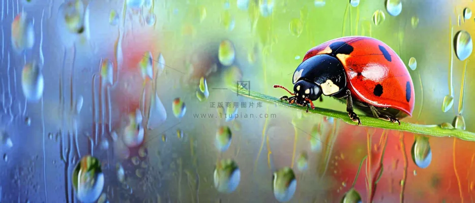 雨天雨水水珠上七星瓢虫动物爬行,彩色渐变摄影图 雨天雨水水珠上七星瓢虫动物爬行,彩色渐变摄影图