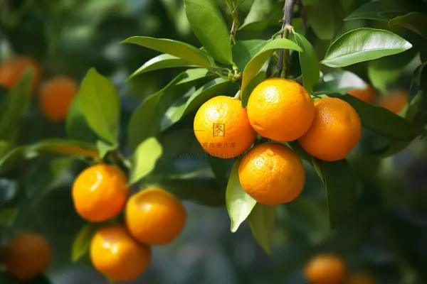 树枝上挂满了成熟的橘子橙子摄影图