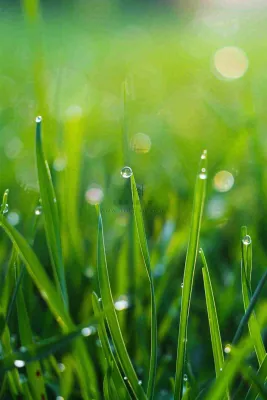 春天绿草地草坪绿叶上的露珠清晨立春惊蛰谷雨摄影图 春天绿草地草坪绿叶上的露珠清晨立春惊蛰谷雨摄影图