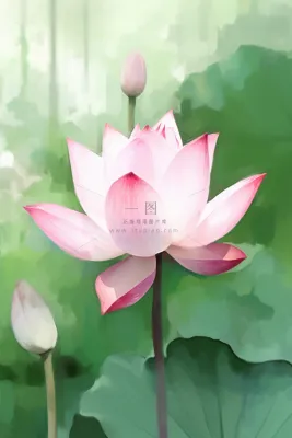 国风荷花水墨节气背景 国风荷花水墨节气背景