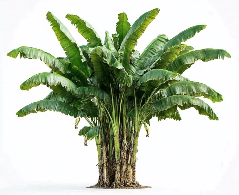 芭蕉树绿植景观白色背景摄影图 芭蕉树绿植景观白色背景摄影图