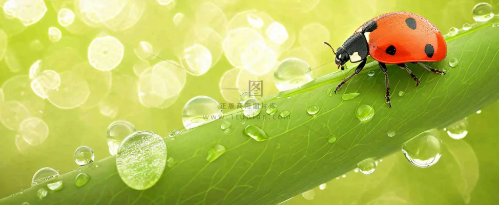春天雨水叶子绿叶上的七星瓢虫,虫类,谷雨春分摄影图 春天雨水叶子绿叶上的七星瓢虫,虫类,谷雨春分摄影图
