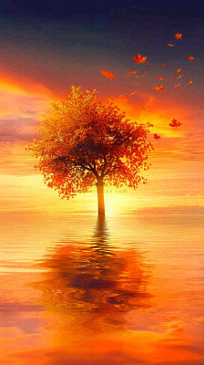 秋天树木的秋叶在河面上飘扬，金黄色温馨，秋分