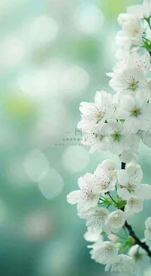 春天白色的樱花花朵和嫩芽开满枝头立春，春分摄影图