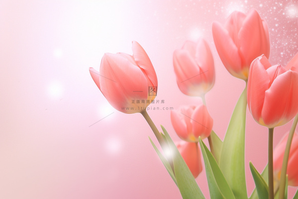 粉色清新郁金香鲜花背景