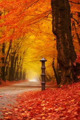 秋天公路边的红色树木树叶都落在了路边摄影图