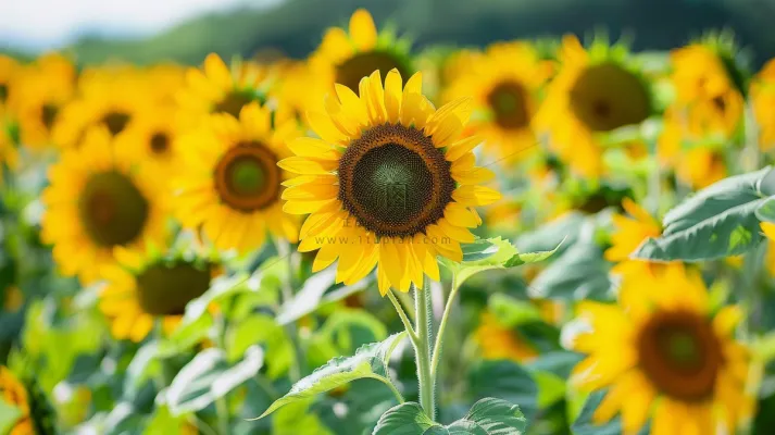 向日葵向阳鲜花摄影图