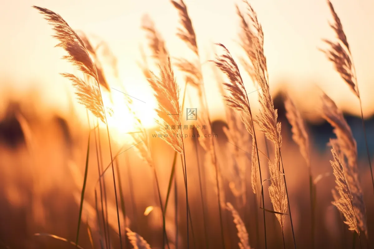 芦苇荡夕阳下美丽芦苇花摄影图