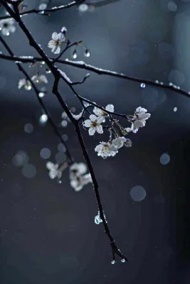 冬天雪花枝叶植物简约意境，冬季小雪大雪冬至摄影图