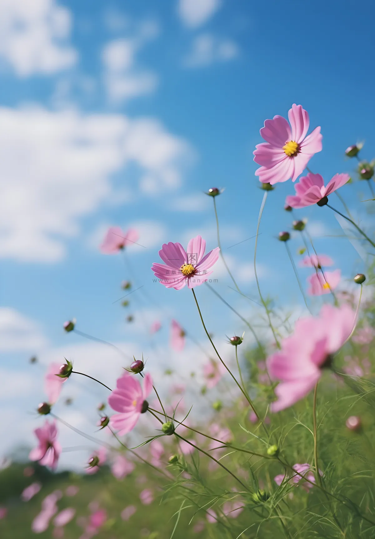 春夏蓝天白云花草绚丽摄影海报素材背景