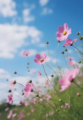 春夏蓝天白云花草绚丽摄影海报素材背景