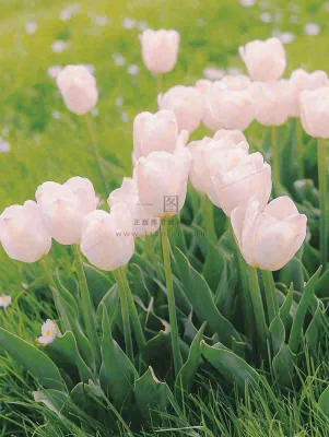 春天粉色郁金香花海绿叶温馨阳光,春分摄影图 春天粉色郁金香花海绿叶温馨阳光,春分摄影图