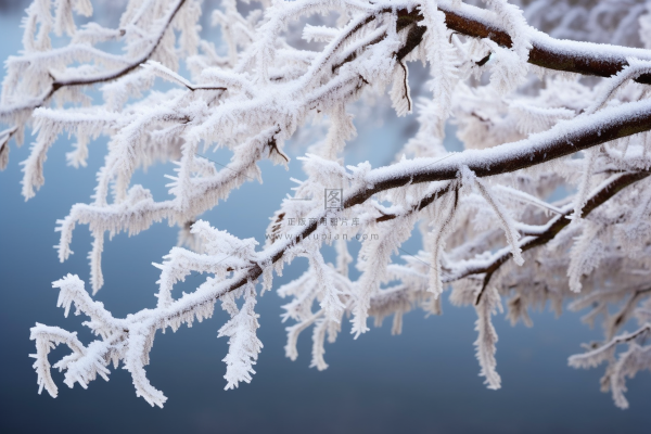 树枝上挂满白霜雾凇清冷感摄影图
