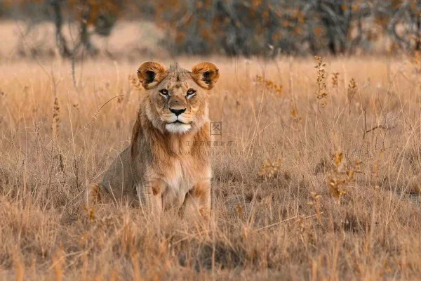 狮子雄狮动物非洲大草原保护动物摄影图