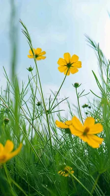 春天小黄花花朵阳光蓝天白云清新，立春惊蛰春分摄影图