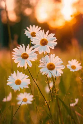 落日小花小草花朵特写，郊游玩耍意境摄影图