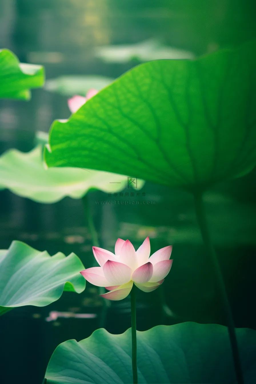 绿色清爽荷花节气背景