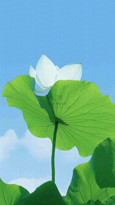 夏日荷叶绿色样式天空蓝天阳光清新白云，夏至小暑大暑处暑摄影图