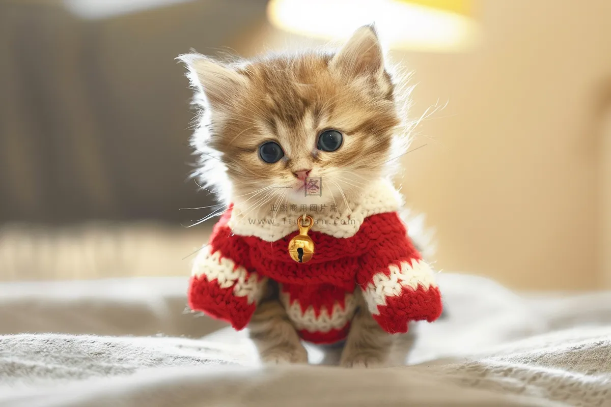 猫咪宠物猫可爱动物摄影图