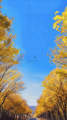 秋天蓝天白云下唯美公路旁的黄叶树木，秋分处暑摄影图